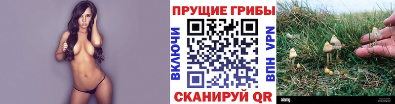 наркошоп  Отрадное  Галлюциногенные грибы прущие грибы 